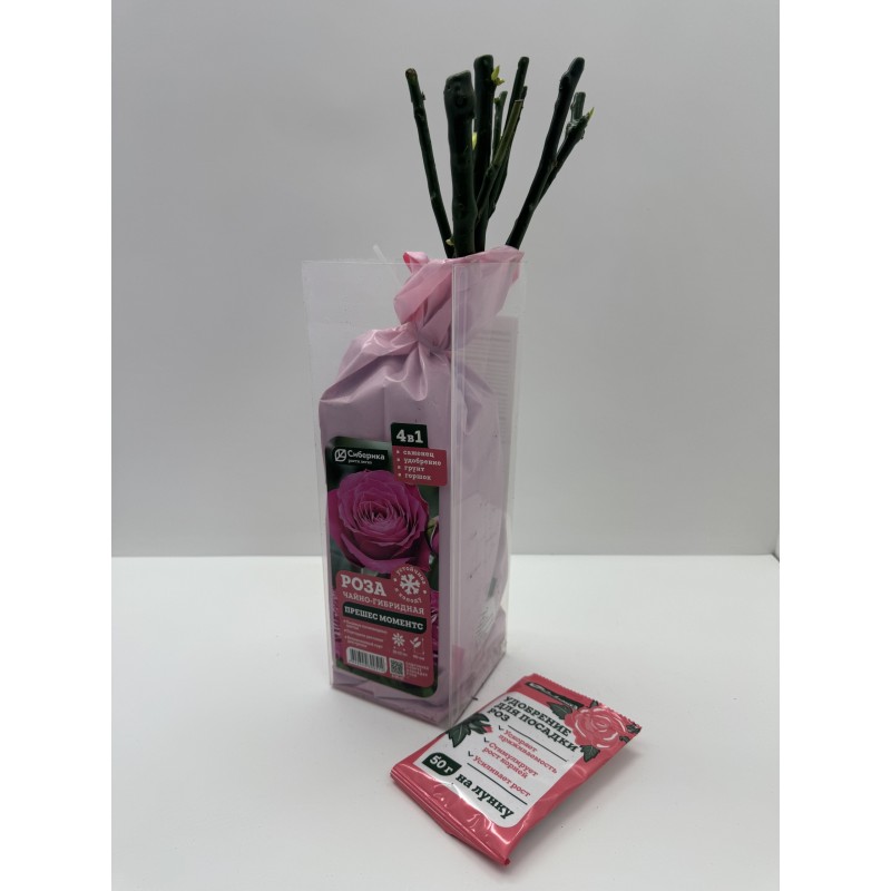 Роза Прешез моментс (Сиберика)
