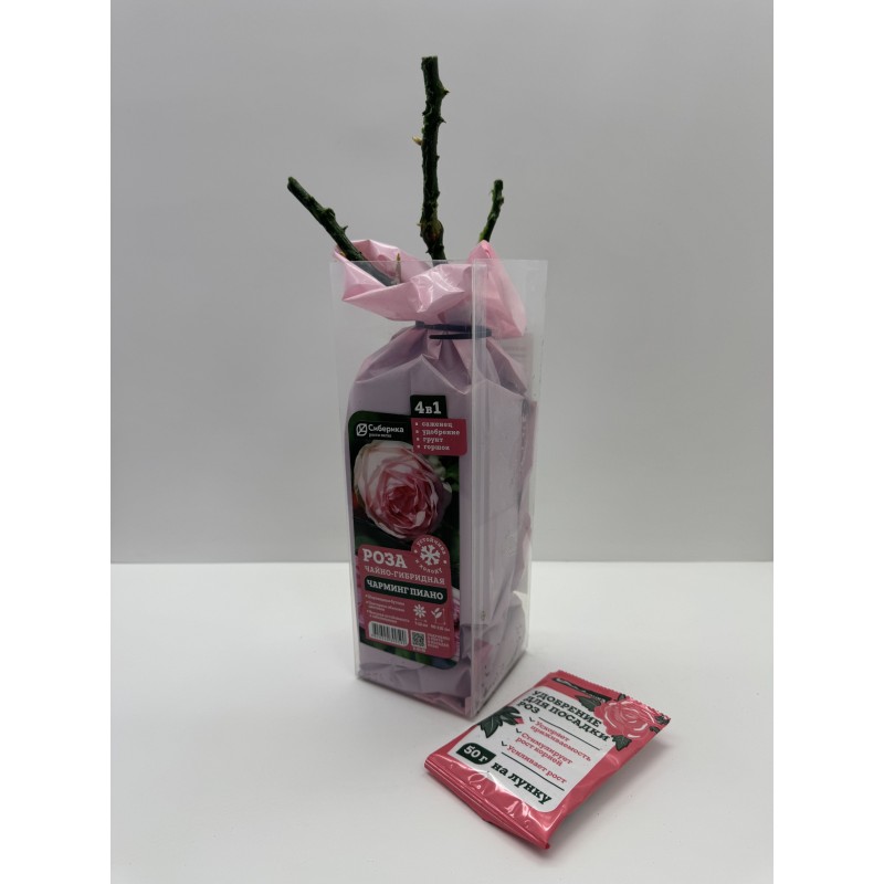 Роза Чарминг Пиано (Сиберика)