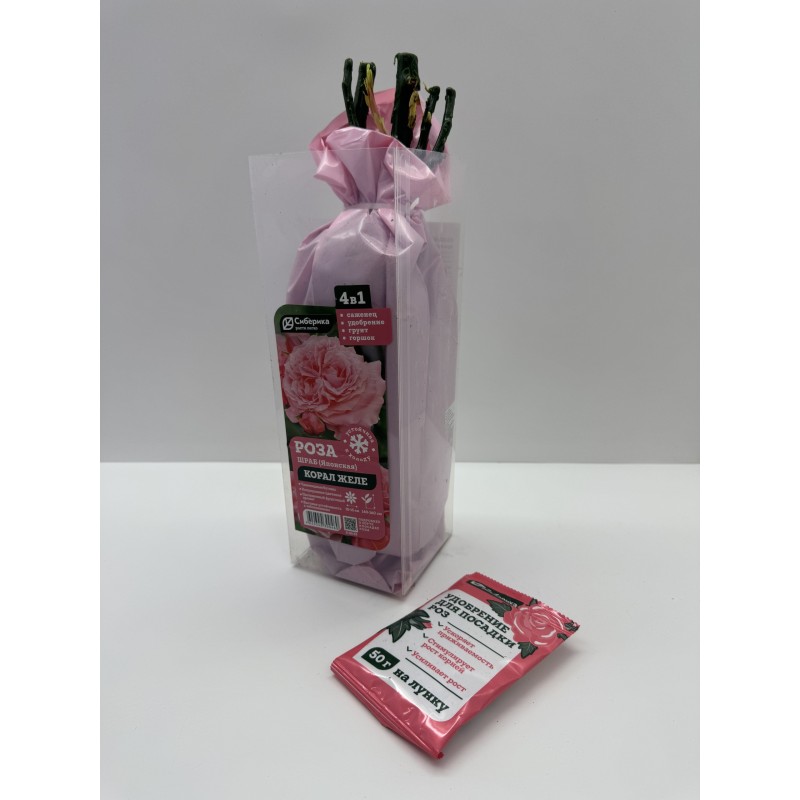 Роза Корал Желе (Сиберика)