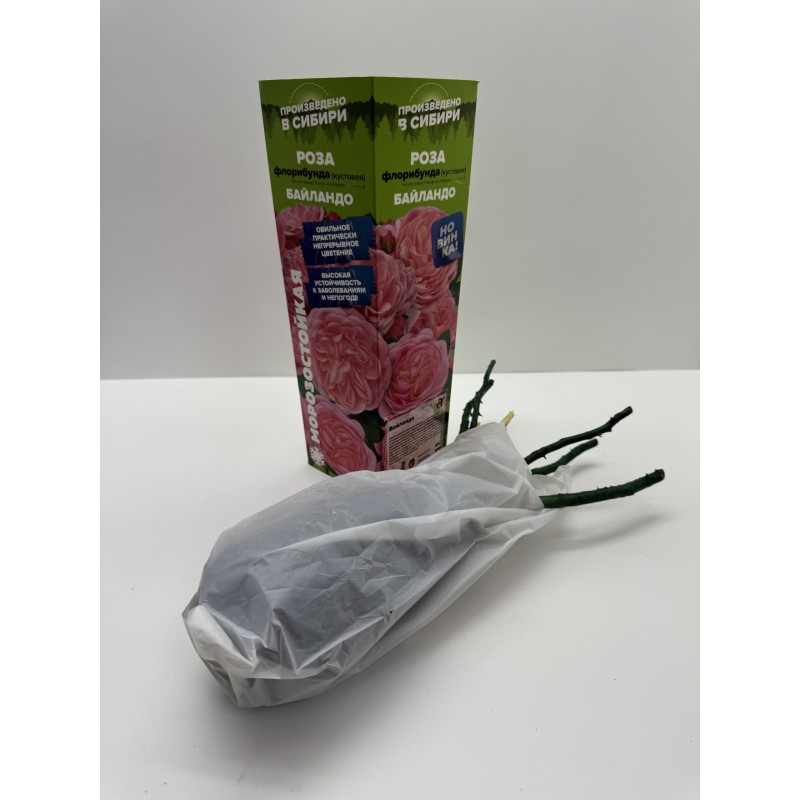 Роза Байландо (Сем.Алтая)