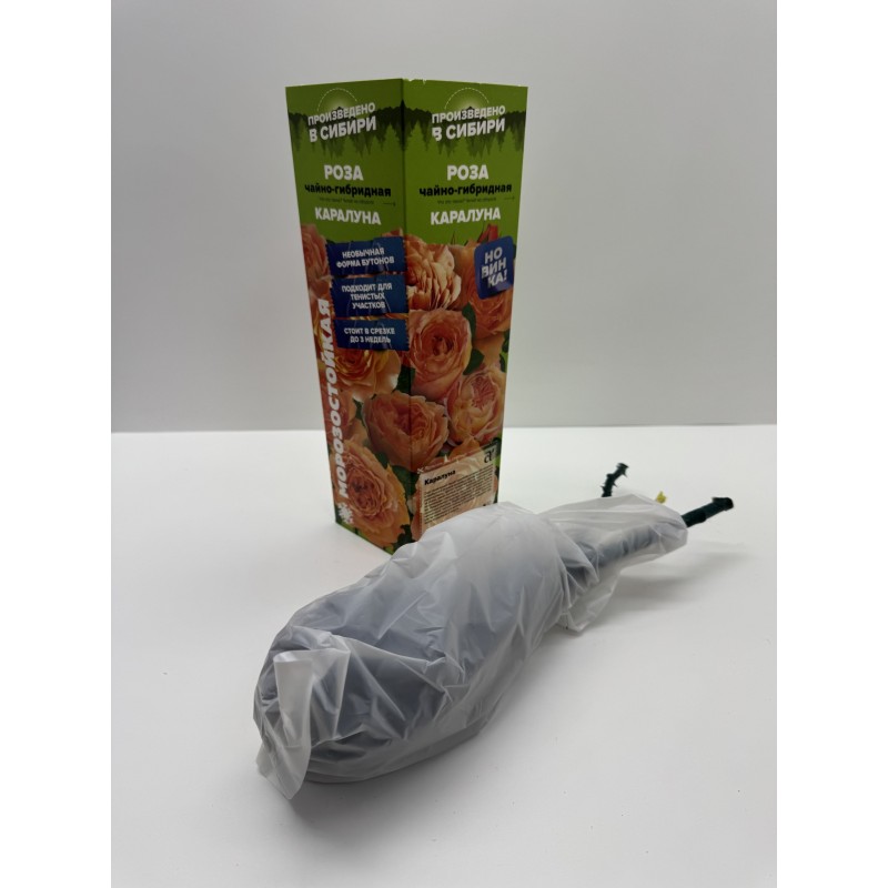 Роза Каралуна (Сем.Алтая)