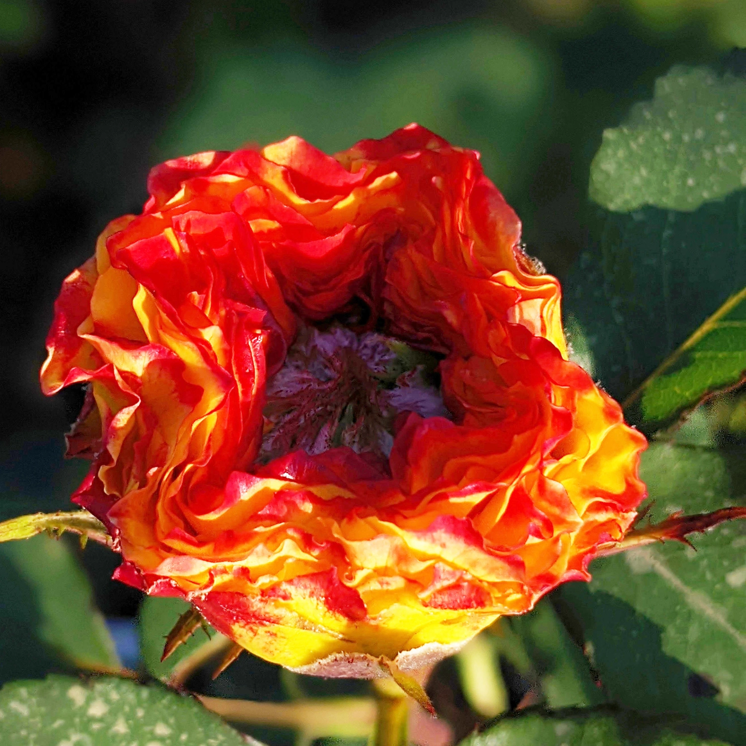 Роза грин айсланд самоа