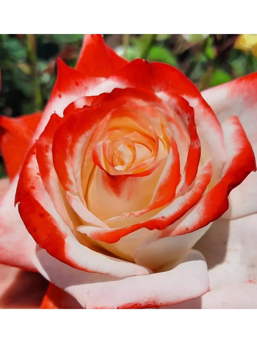 Роза император фарах