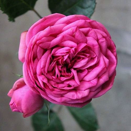 Роза пинк пиано