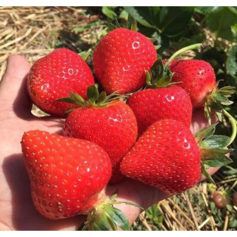Земляника Априка (ФВА) P9/12