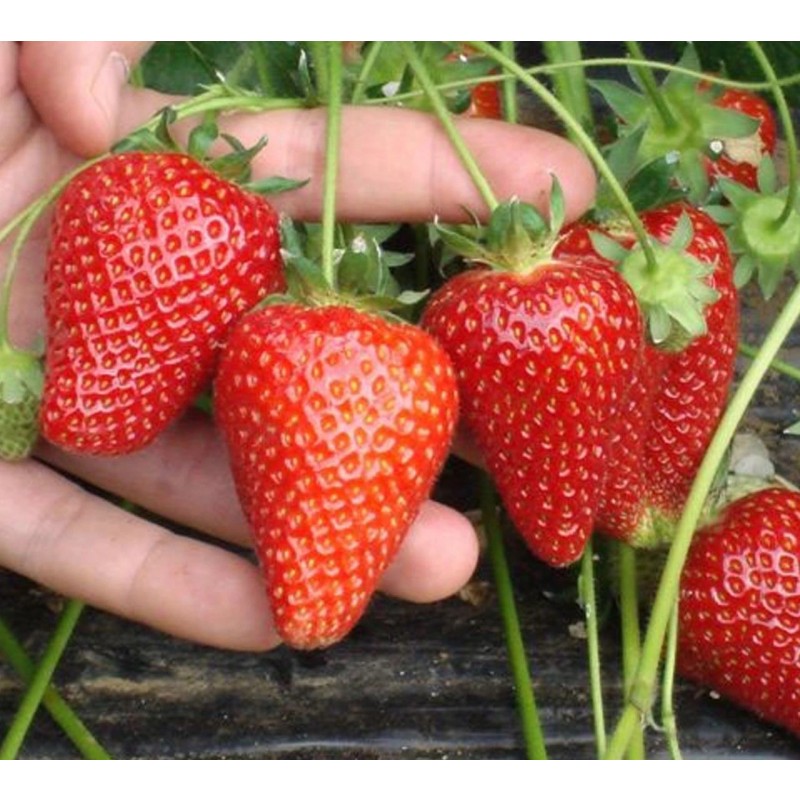 Земляника Азия (ФВА) кассета /6