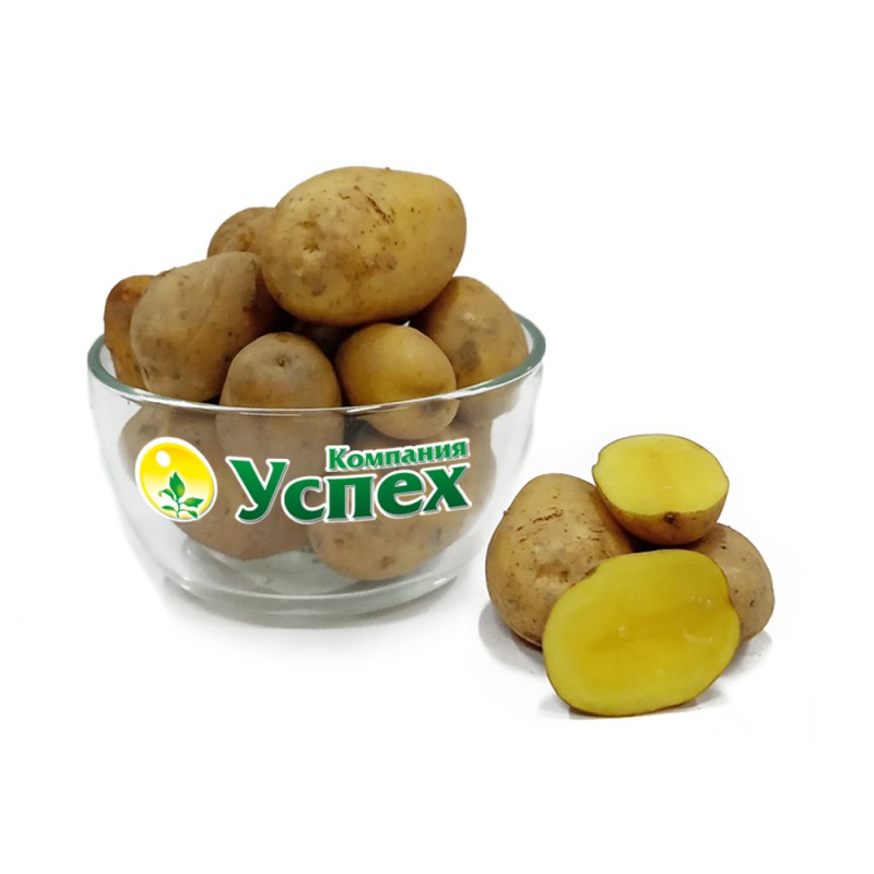 Картофель Гулливер, С-СЭ (Россия) меш~20кг