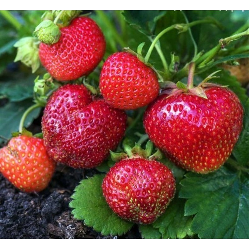 Земляника Мальга (ФВА) P9/12