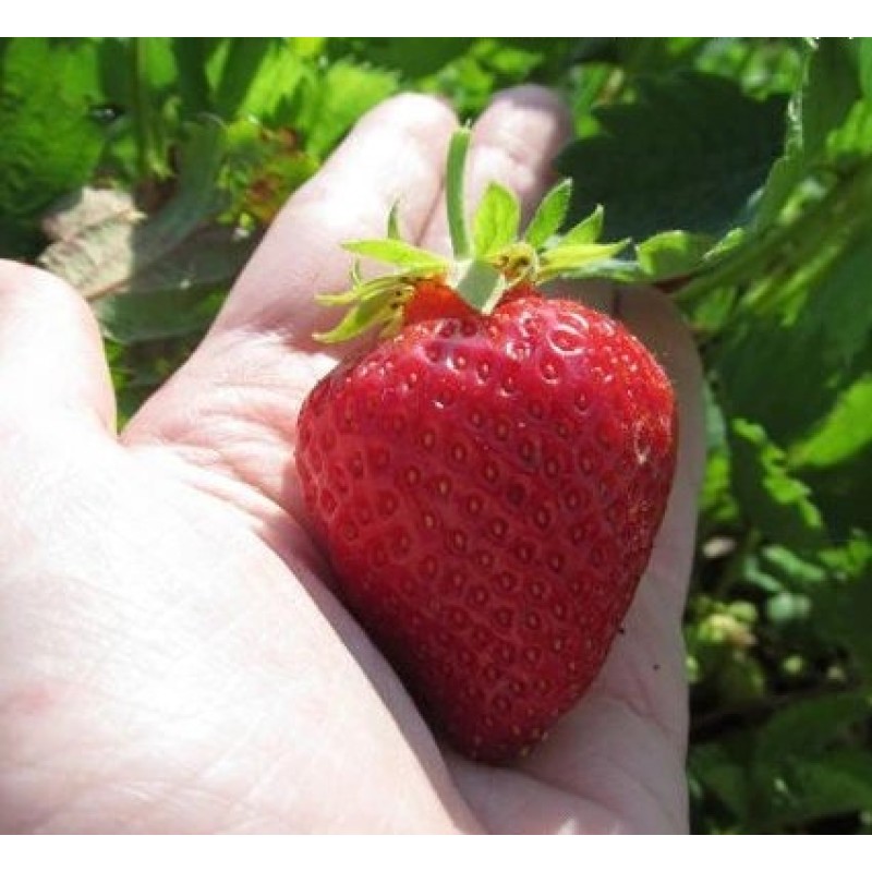 Земляника Мурано (ФВА) P9/12