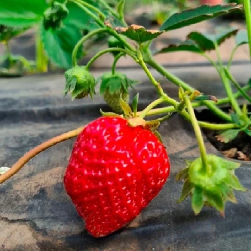 Земляника Сольх Яног (ФВА) P9/12