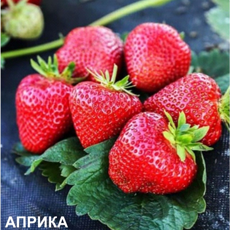 Земляника АПРИКА (кассета 6*4)