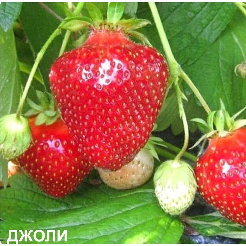 Земляника ДЖОЛИ (кассета 6*4)