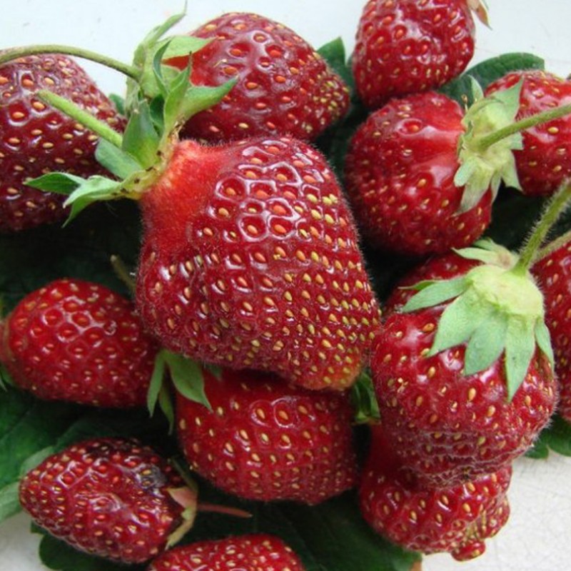 Земляника ФЕЙЕРВЕРК (кассета 6*4)