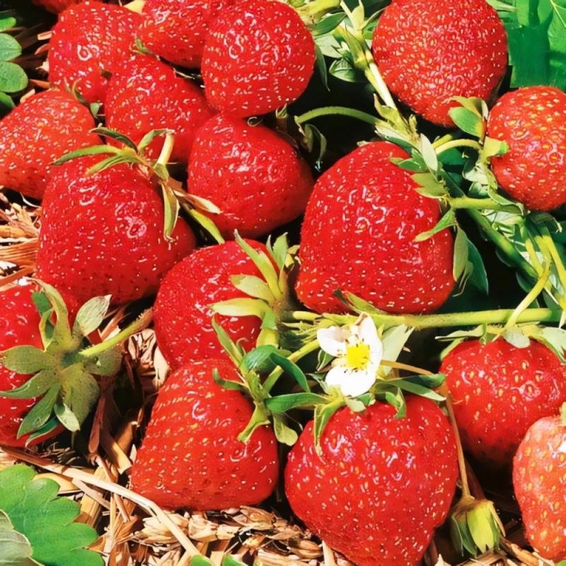 Земляника ФРАГОЛАРЕА (кассета 6*4)