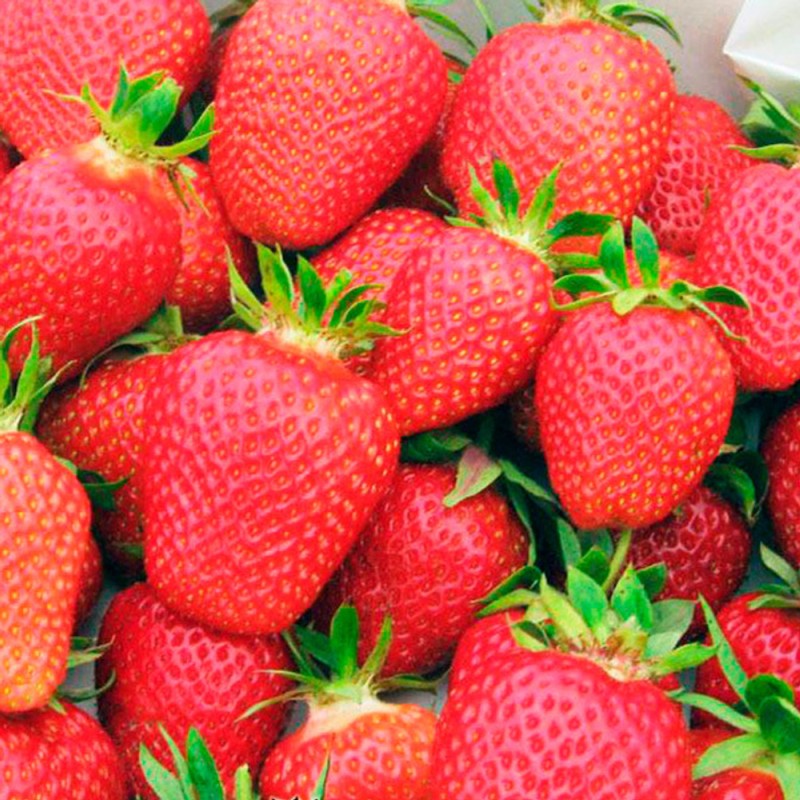 Земляника ФЛЕР (кассета 6*4)