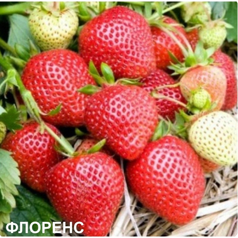 Земляника ФЛОРЕНС (кассета 6*4)