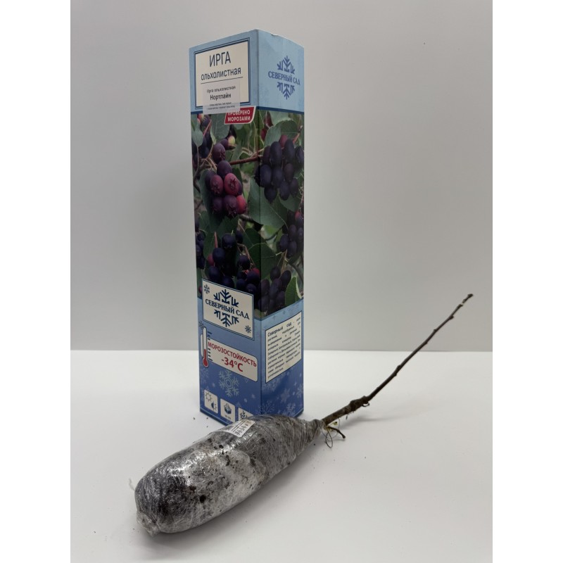 Ирга Нортлайн (Поиск)