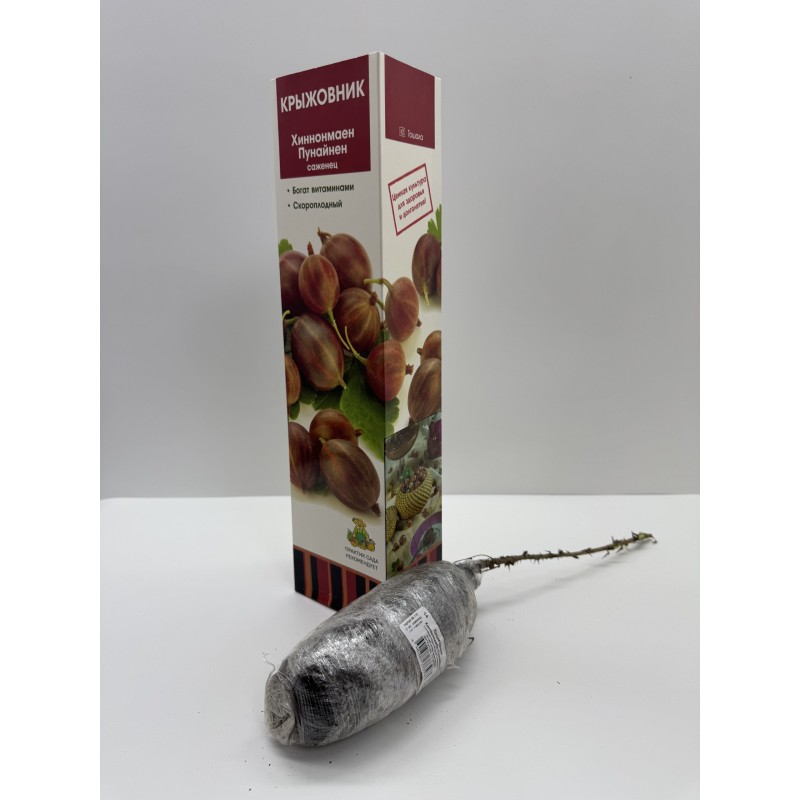 Крыжовник Хиннонмаен Пунайнен (Поиск)