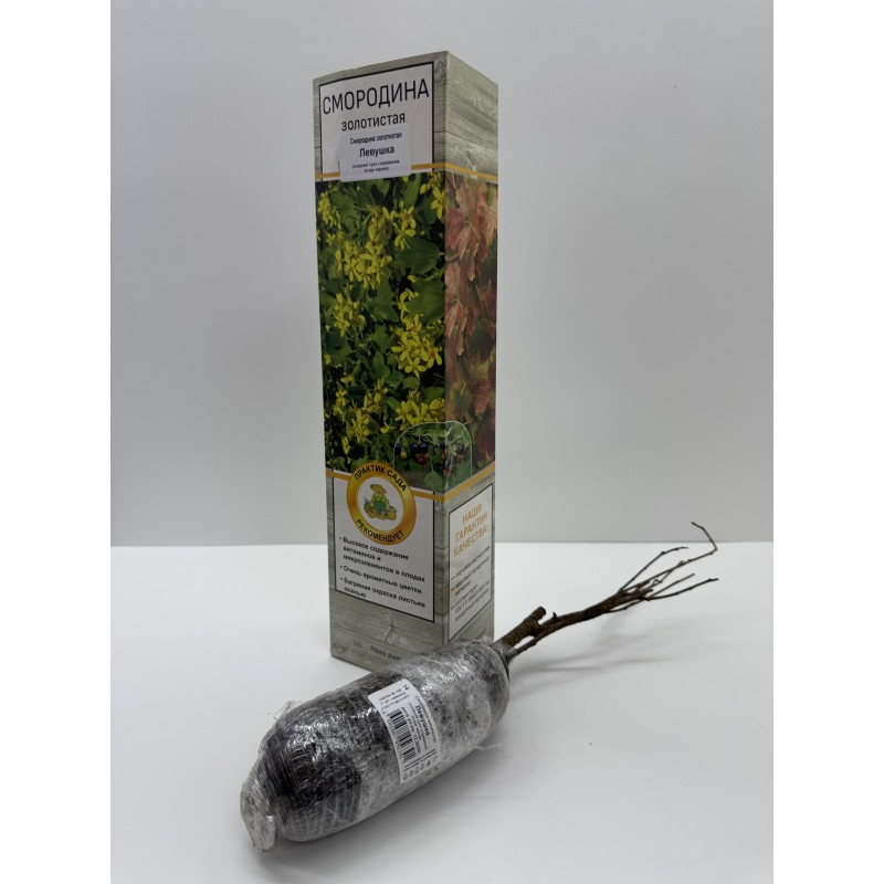 Смородина Левушка (Поиск)