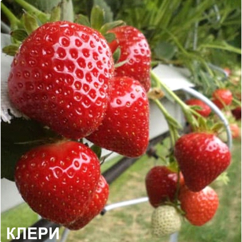 Земляника КЛЕРИ (кассета 6*4)