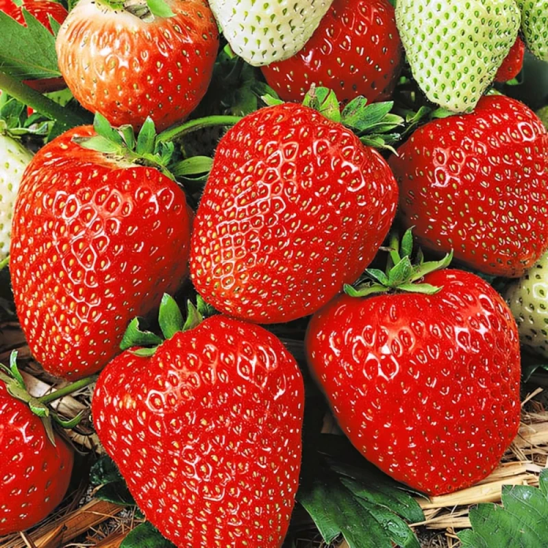 Земляника КОКИНСКАЯ ранняя (кассета 6*4)