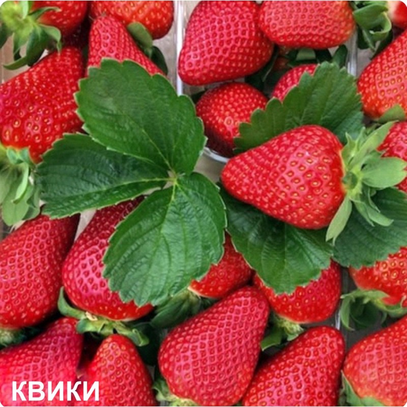 Земляника КВИКИ (кассета 6*4)