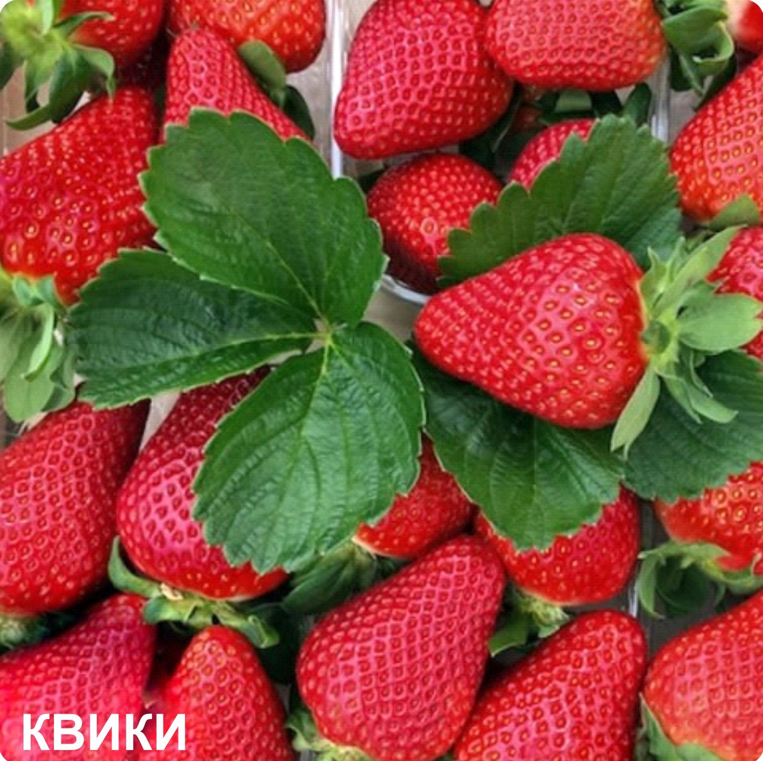 Квики