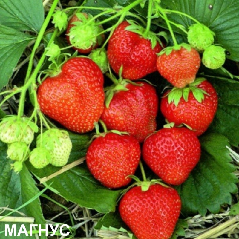 Земляника МАГНУС (кассета 6*4)
