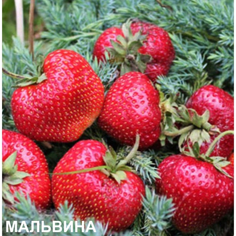 Земляника МАЛЬВИНА (кассета 6*4)