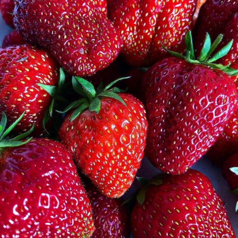 Земляника МАРМОЛАДА (кассета 6*4)