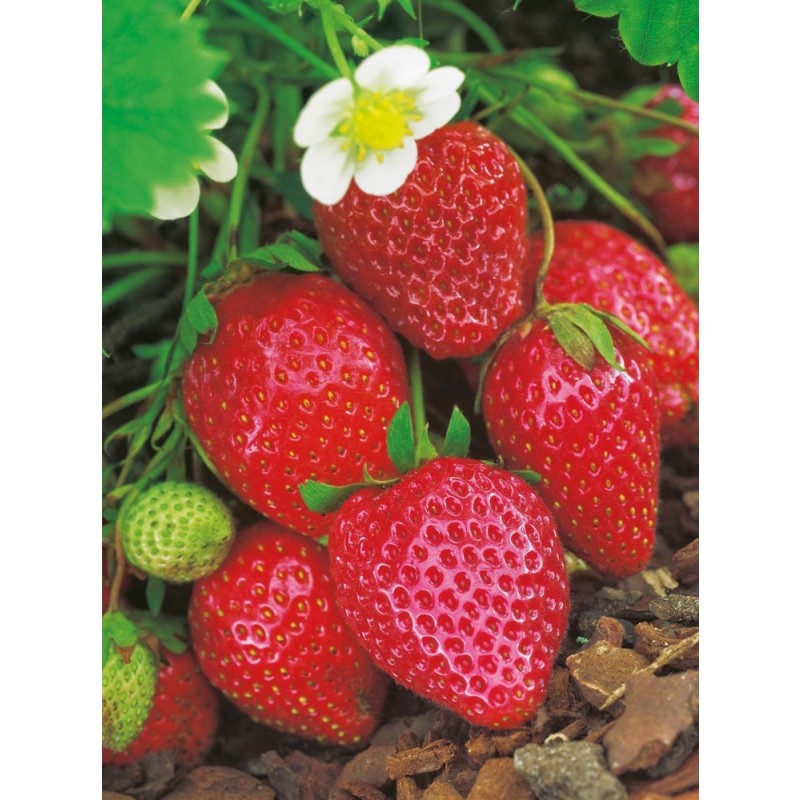 Земляника ОСТАРА (кассета 6*4)