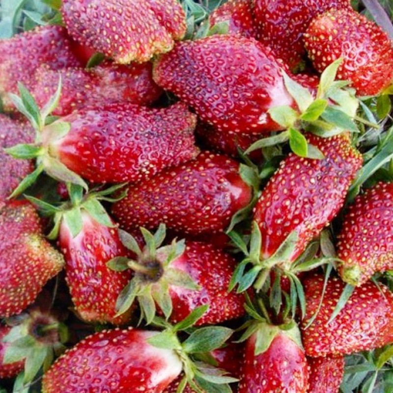 Земклуника РАИСА (кассета 6*4)