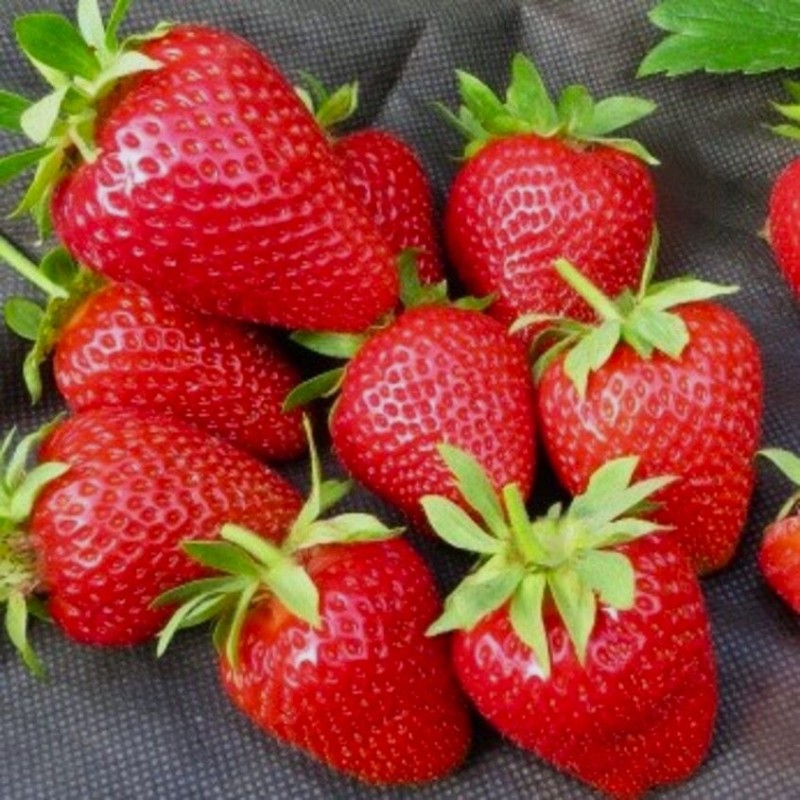 Земляника СКАЛА (кассета 6*4)