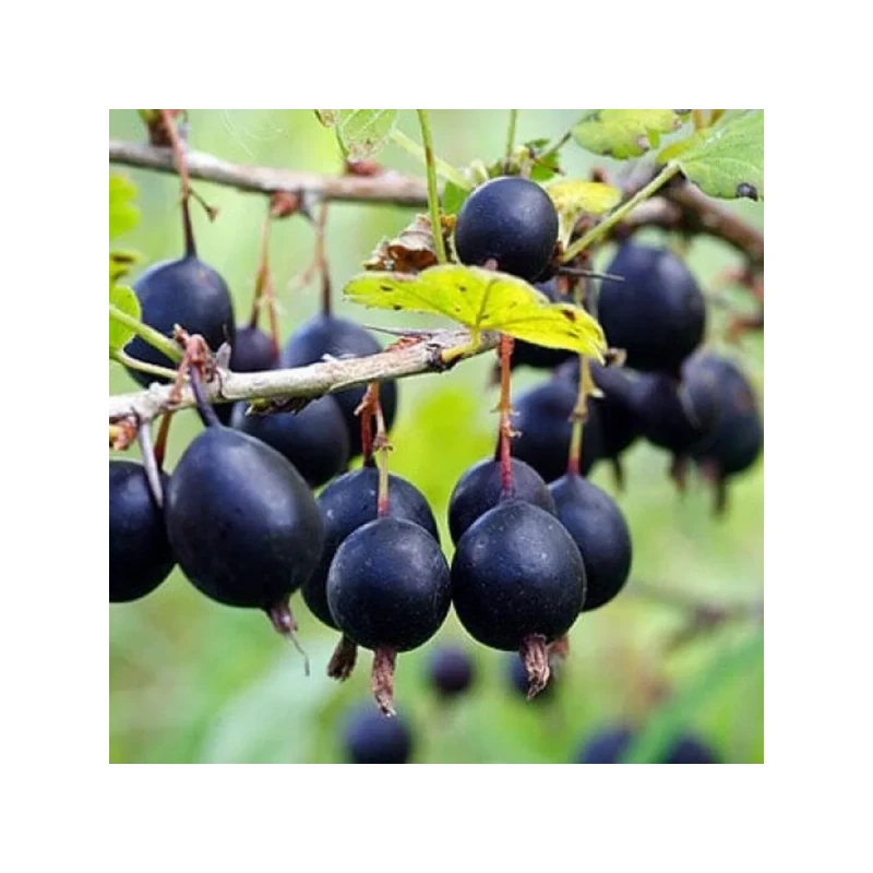 Смородина Левушка (Поиск)