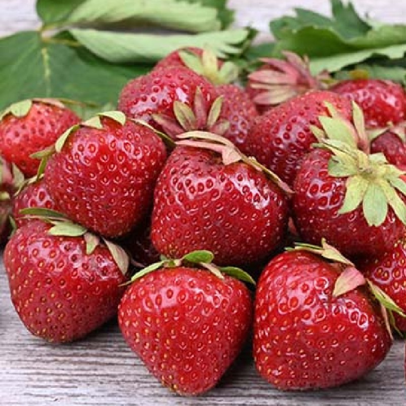 Земляника ДЭЛИ (кассета 6*4)