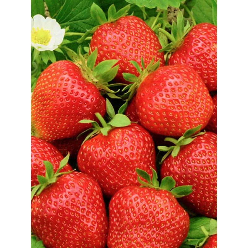 Земляника ФЕСТИВАЛЬНАЯ (кассета 6*4)