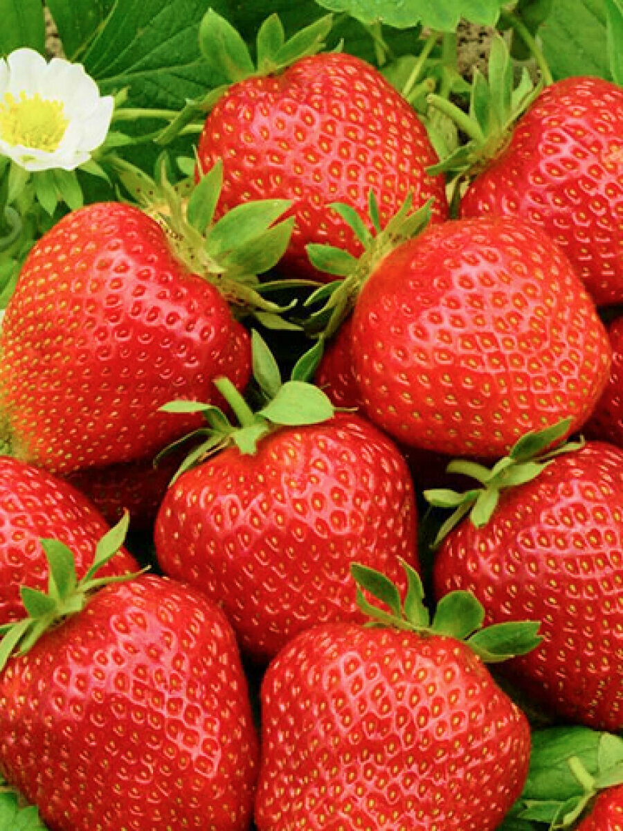 Земляника фестивальная