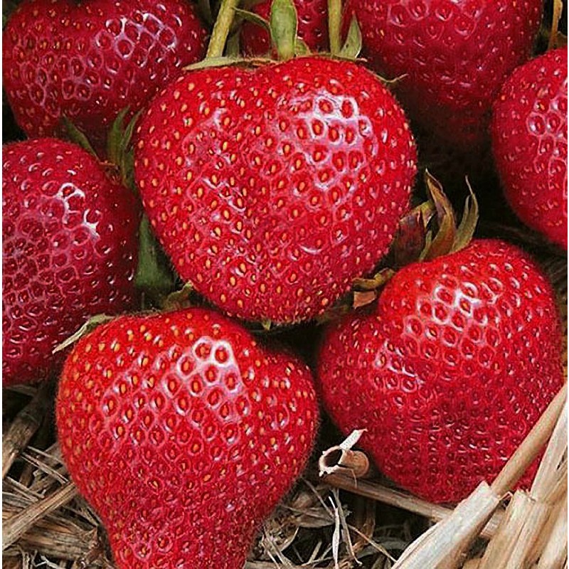 Земляника РУМБА (кассета 6*4)