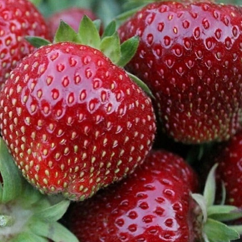 Земляника СЕНСАЦИЯ (кассета 6*4)