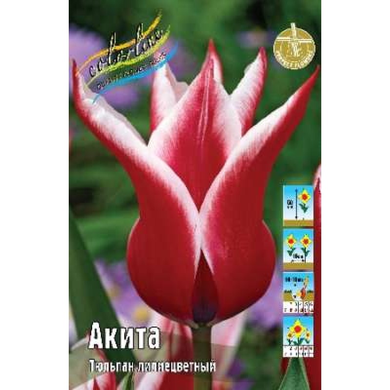 Тюльпан Акита (ИС) 3 эконом