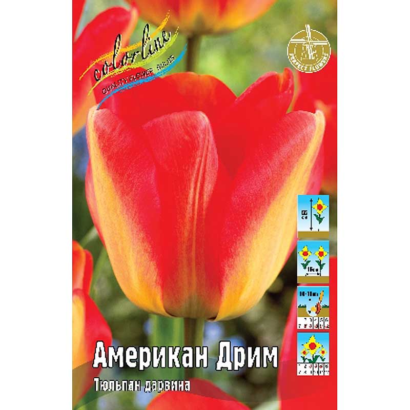 Американ Дрим