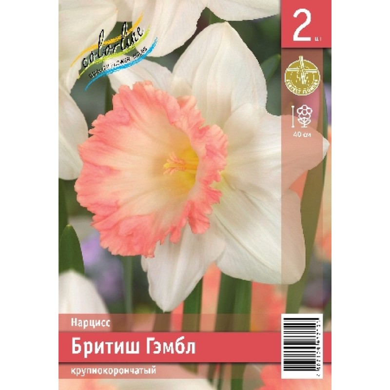 Нарциссы Бритиш Гэмбл (ИС) 2 эконом
