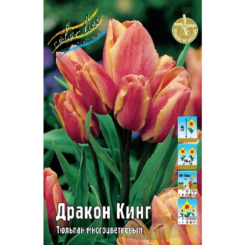 Тюльпан Дракон Кинг (ИС) 3 эконом