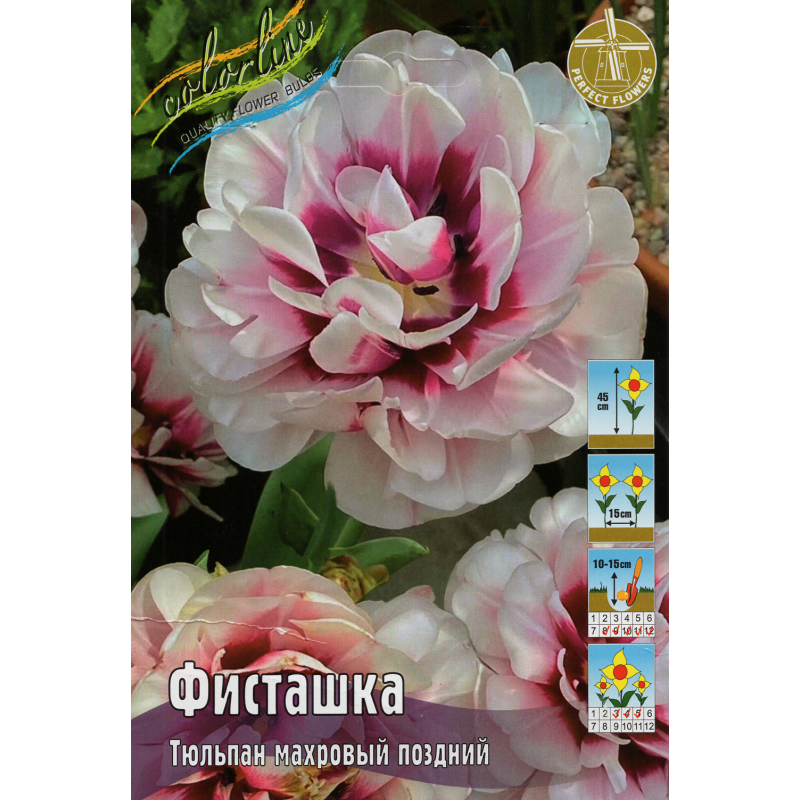 Тюльпан Фисташка (ИС) 2 эконом