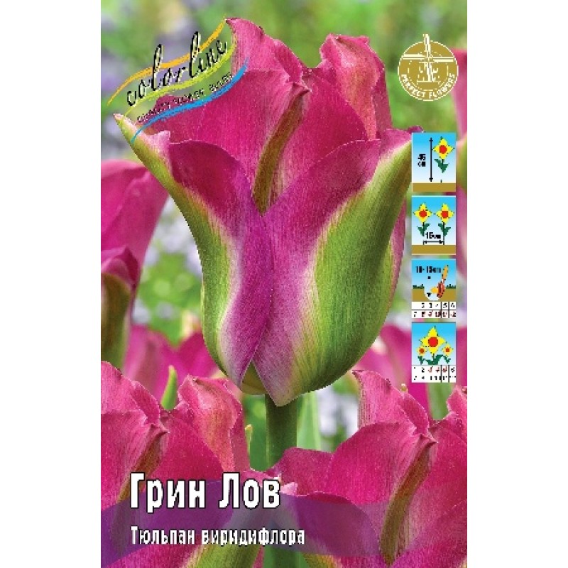 Тюльпан Грин лов (ИС) 7