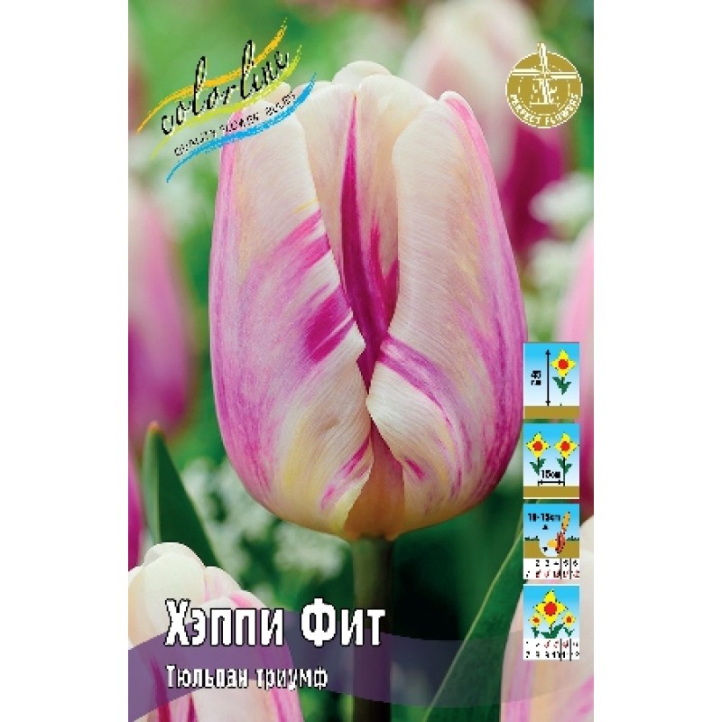 Тюльпан Хэппи фит (ИС) 3 эконом