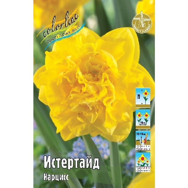Нарциссы Истертайд (ИС) эконом