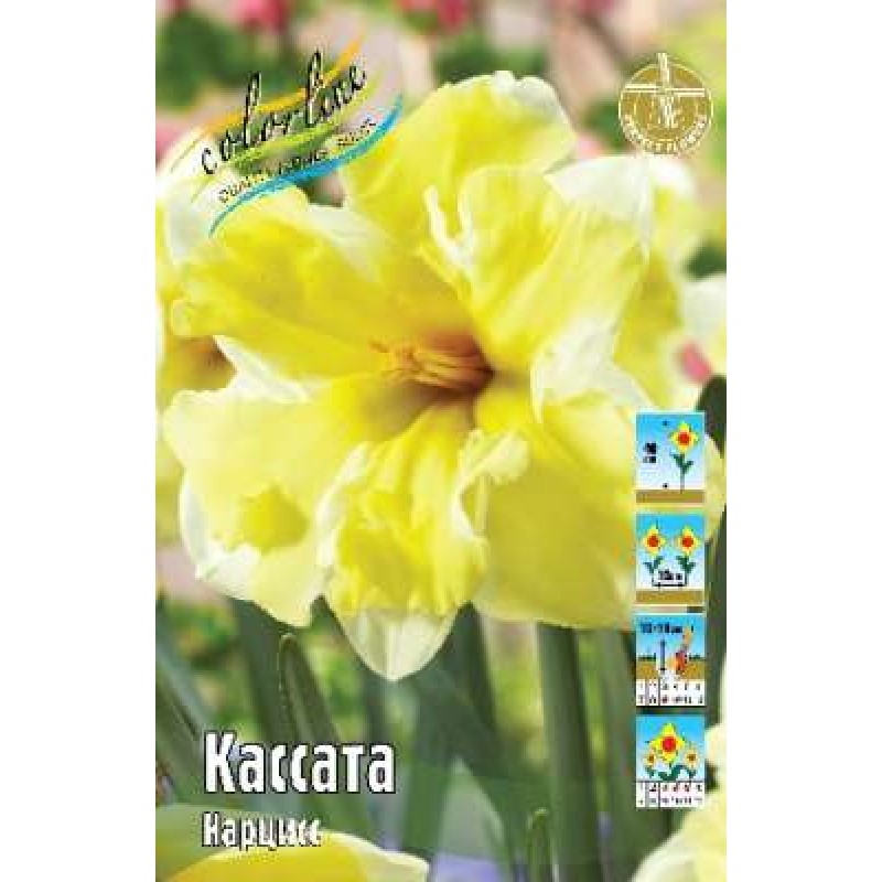Нарциссы Кассата 12/14 (ИС) 2 эконом