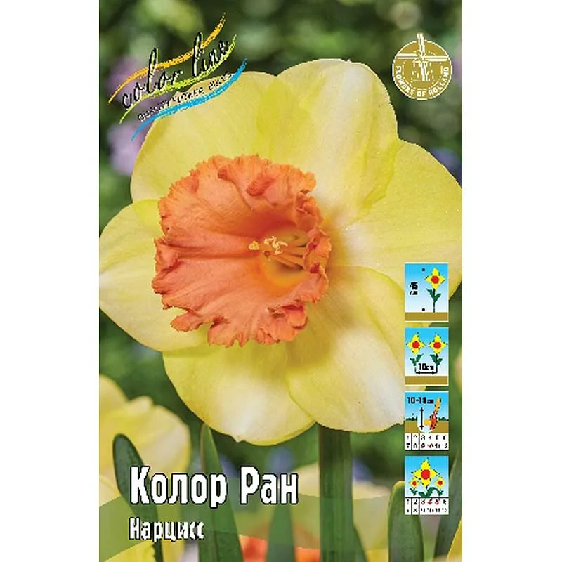 Колор Ран