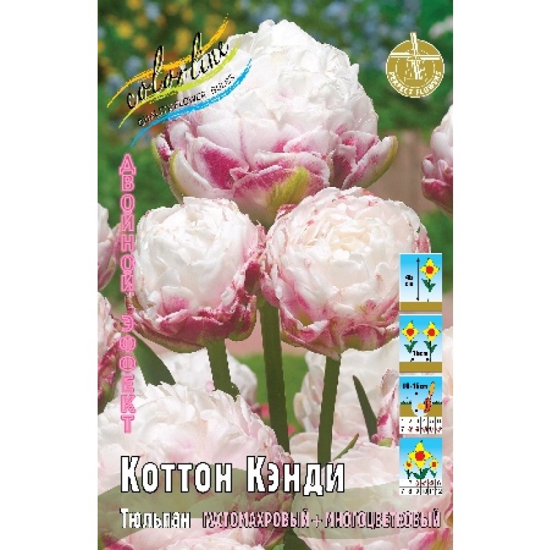 Тюльпан Коттон Кэнди (ИС) 3 эконом